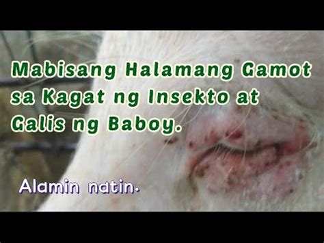 gamot sa galis ng baboy|Mainaman na Tips: Alamin Paano Makaiiwas sa Scabies.